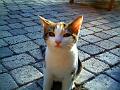 Caramel 09-04 005